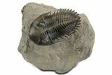 Exceptional Metacanthina Trilobite - Lghaft, Morocco #350498-3